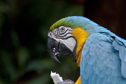 Vogel in Rio